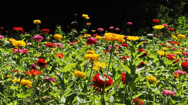 くりはま花の国のジニア