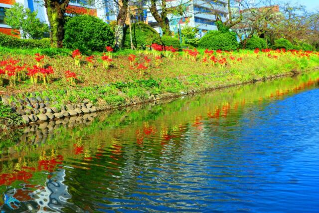 富山城の彼岸花