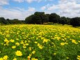 昭和記念公園の秋桜