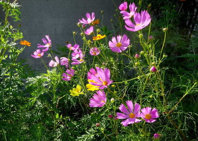 そよ風にコスモスの花