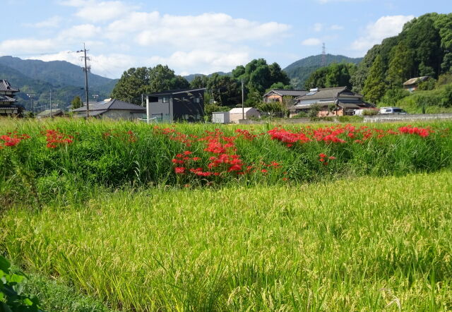 もうすぐ10月の里景色