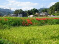 もうすぐ10月の里景色