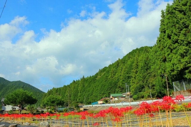 彼岸花咲く里山