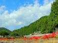 彼岸花咲く里山