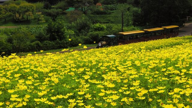 昭和記念公園の秋桜