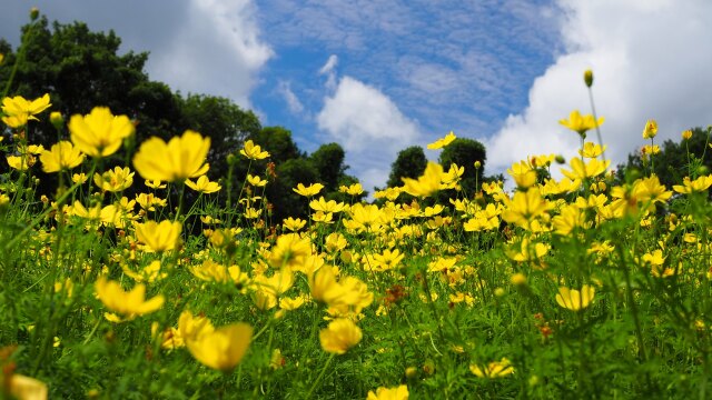 昭和記念公園の秋桜