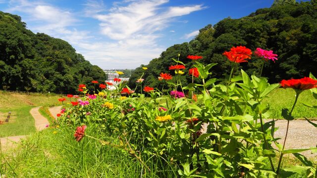 くりはま花の国のジニア