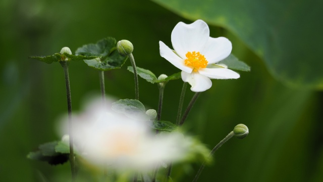 高幡不動尊の秋明菊