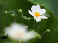 高幡不動尊の秋明菊