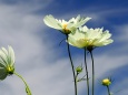 くりはま花の国の秋桜