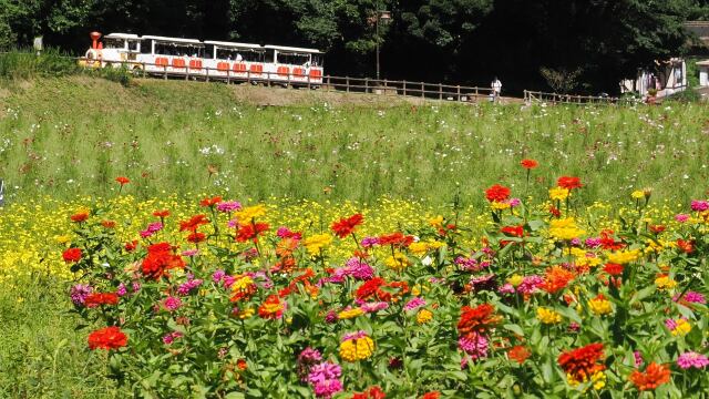 くりはま花の国のジニア