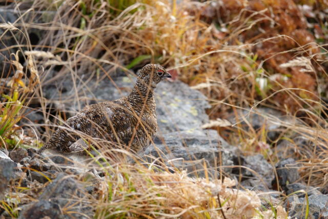 白馬岳のチビ雷鳥4