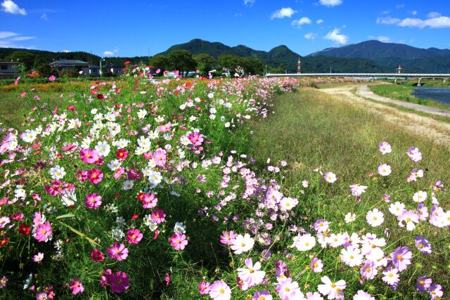 河川敷の秋桜