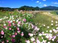 河川敷の秋桜