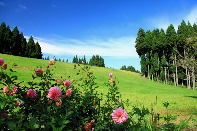 小高い丘に咲く花