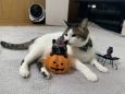 ハロウィン