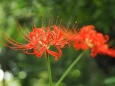 高幡不動尊の彼岸花