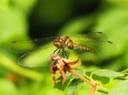 越後丘陵公園のトンボ