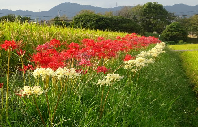 10月のはじめ 棚田の彼岸花