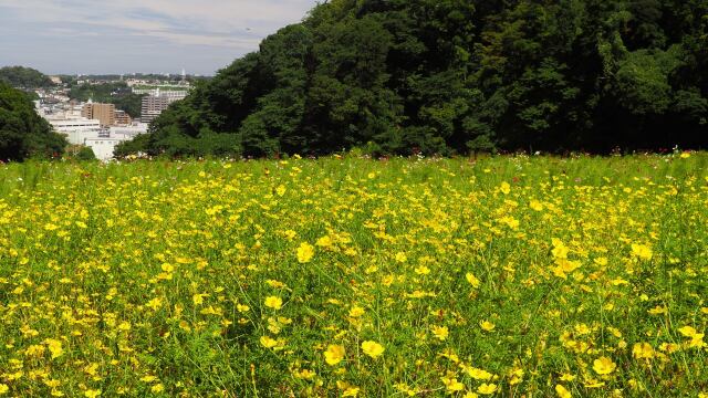 くりはま花の国の秋桜