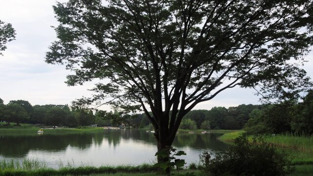 秋の昭和記念公園