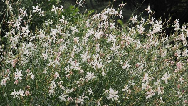 昭和記念公園のガウラ