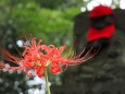 高幡不動尊の彼岸花