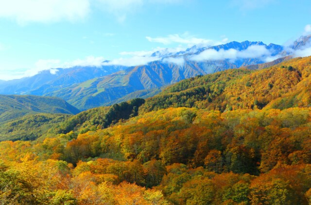 栂池高原紅葉