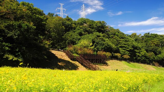 秋のくりはま花の国