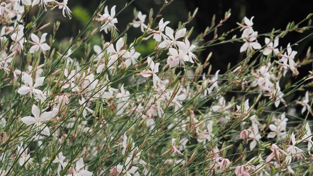 昭和記念公園のガウラ