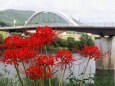 船岡城址公園の彼岸花