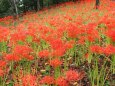 船岡城址公園の彼岸花