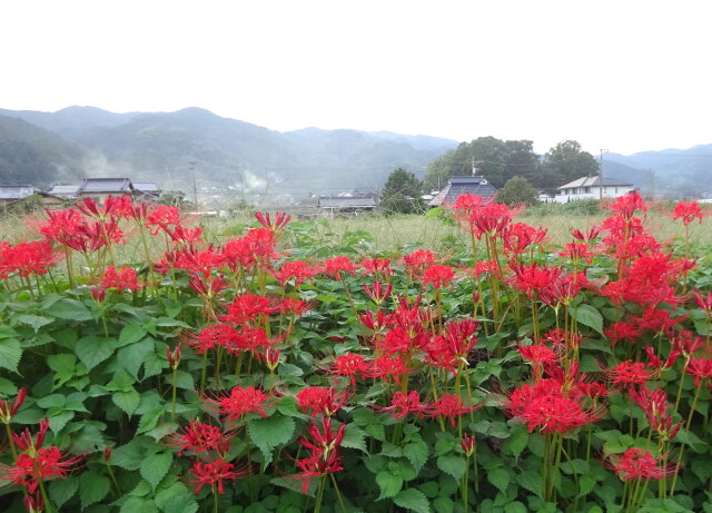 彼岸花咲いて進みゆく里の秋