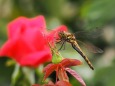 越後丘陵公園のバラとトンボ