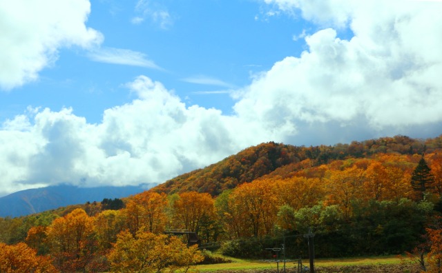 栂池高原紅葉