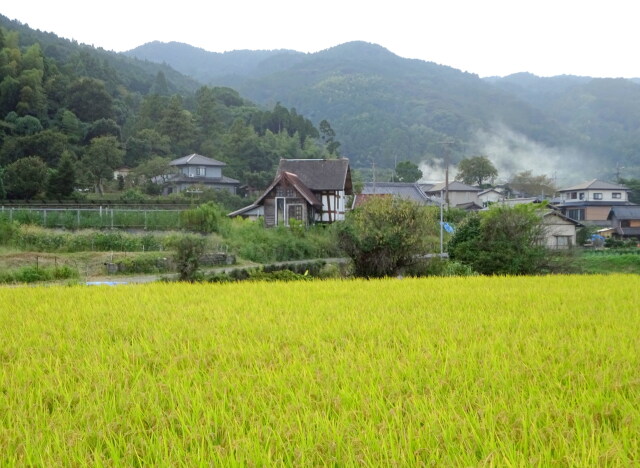 里の秋 もうすぐ稲穂とお別れ