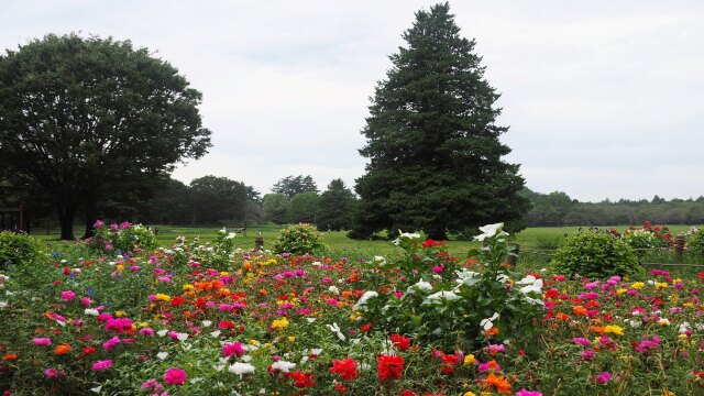 秋の昭和記念公園