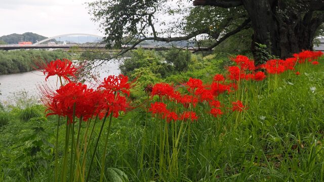 船岡城址公園の彼岸花