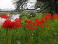 船岡城址公園の彼岸花