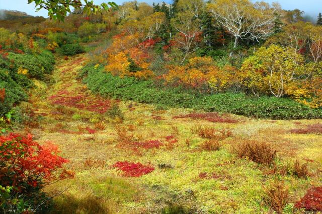 栂池自然園紅葉