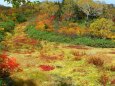 栂池自然園紅葉