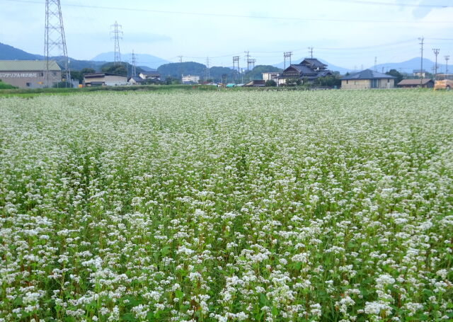 里にそばの花が咲くころ