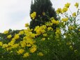 昭和記念公園の秋桜