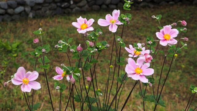 昭和記念公園の秋明菊