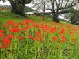 船岡城址公園の彼岸花