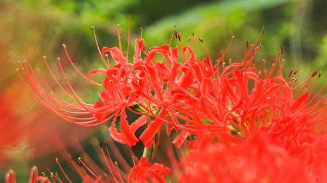 船岡城址公園の彼岸花