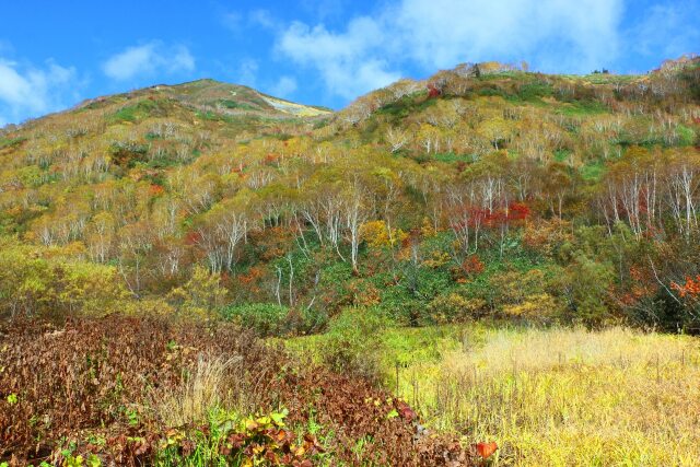 栂池自然園紅葉