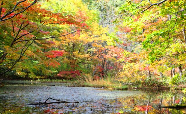 八幡平紅葉