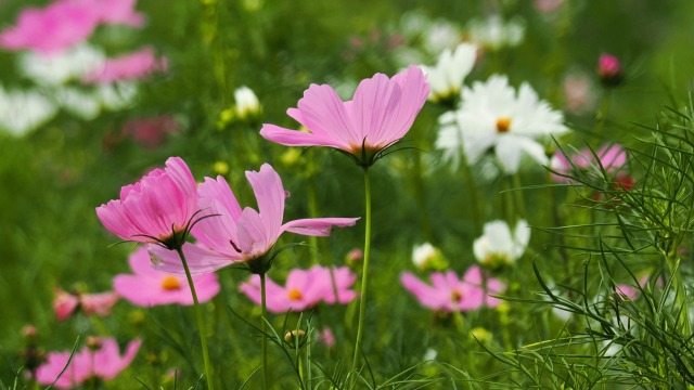 昭和記念公園の秋桜