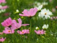 昭和記念公園の秋桜